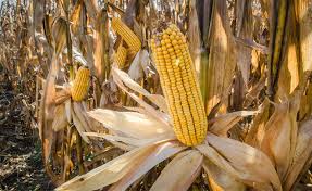 Samrat-9252